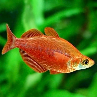 Glossolepis incisus   Rode regenboog ML